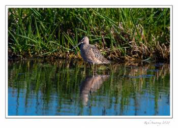 long-billed dowitcher 1 copy.jpg
